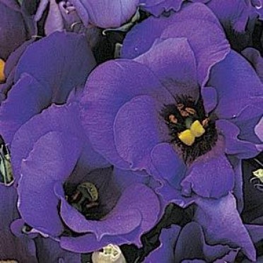 Lisianthus 'Florida Blue'