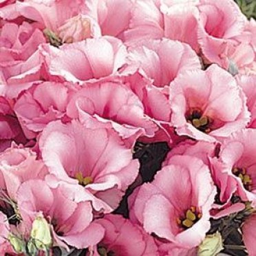 Lisianthus 'Florida Pink'