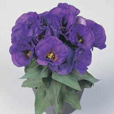 Lisianthus 'Lisa Blue'