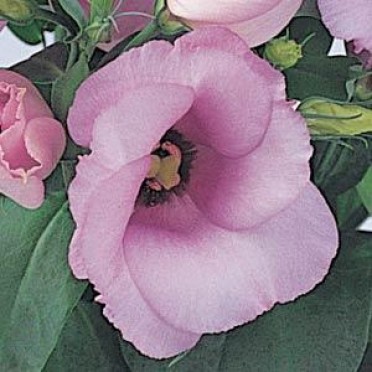 Lisianthus 'Lisa Lavender'