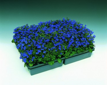 Lobelia 'Blue Moon'