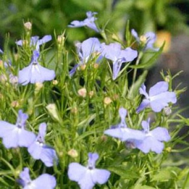 Lobelia 'Cambridge Blue'