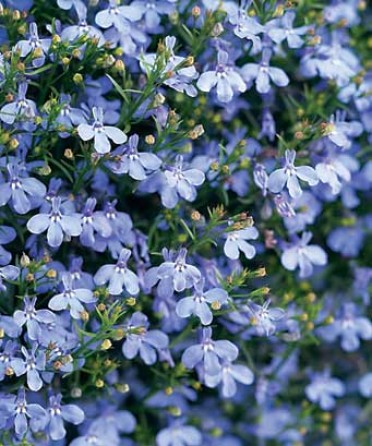 Lobelia 'Laguna Sky Blue'