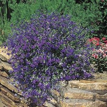 Lobelia 'Regatta Midnight Blue'