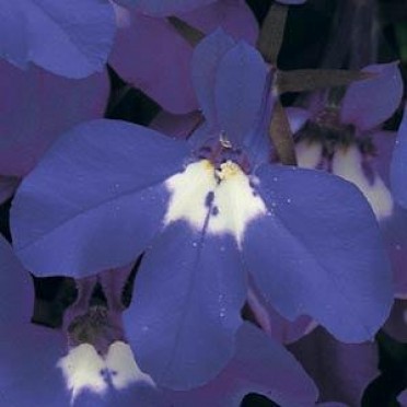 Lobelia 'Riviera Blue Eyes'