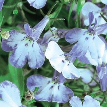 Lobelia 'Riviera Blue Splash'