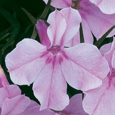 Lobelia 'Riviera Lilac'