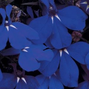 Lobelia 'Riviera Midnight Blue'