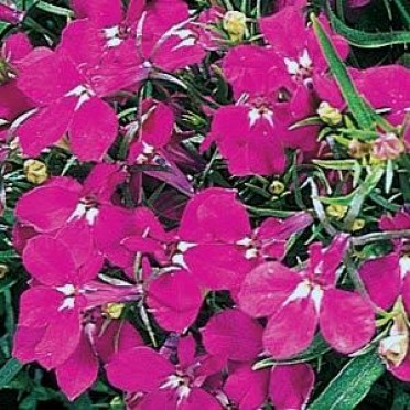 Lobelia 'Riviera Rose'