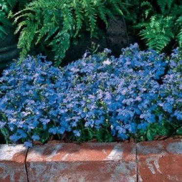 Lobelia 'Riviera Sky Blue'