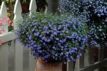 Lobelia 'Waterfall Blue'