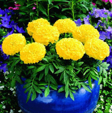 Marigold 'Antiqua Yellow'