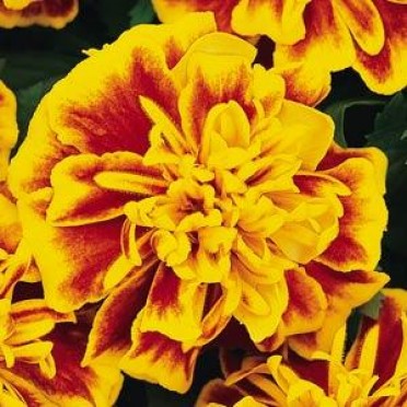 Marigold 'Bonanza Bee'