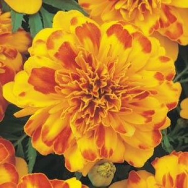 Marigold 'Bonanza Bolero'