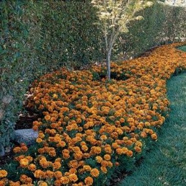 Marigold 'Bonanza Flame'