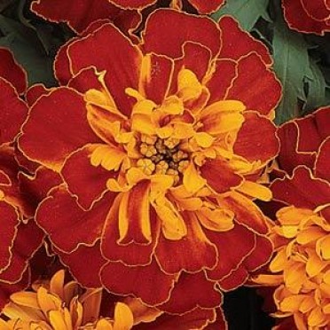 Marigold 'Bonanza Harmony'