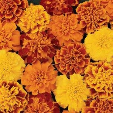 Marigold 'Bonanza Mix'