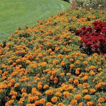 Marigold 'Bonanza Orange'