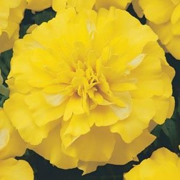 Marigold 'Bonanza Yellow'