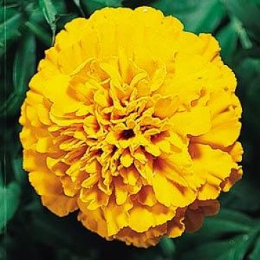 Marigold 'Boy Orange'