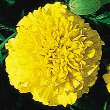 Marigold 'Boy Yellow'