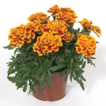 Marigold 'Durango Bee'