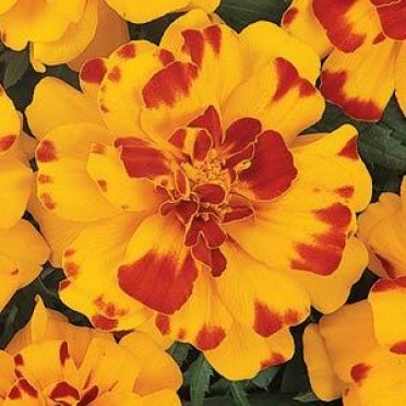 Marigold 'Durango Bolero'