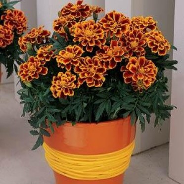 Marigold 'Durango Flame'