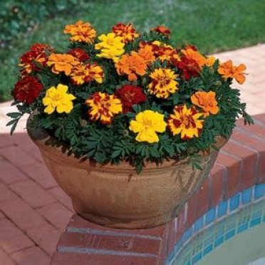 Marigold 'Durango Mix'