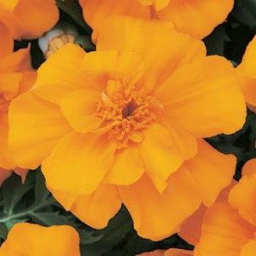 Marigold 'Durango Orange'
