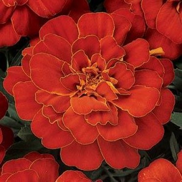 Marigold 'Durango Red'