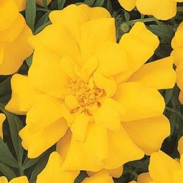 Marigold 'Durango Yellow'
