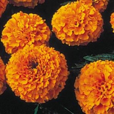 Marigold 'First Lady Orange'