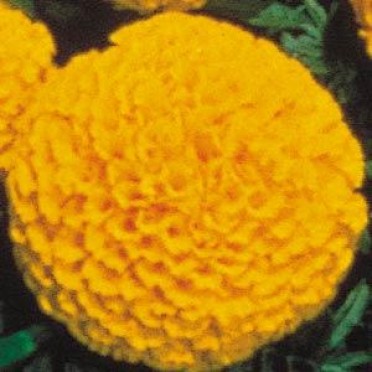 Marigold 'First Lady Yellow'