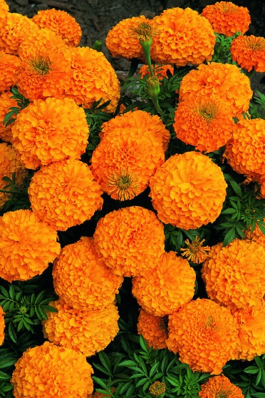 Marigold 'Inca Orange'