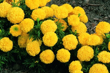 Marigold 'Inca Yellow'