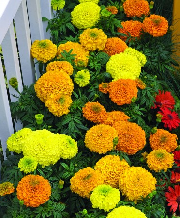 Marigold 'Perfection Mix'