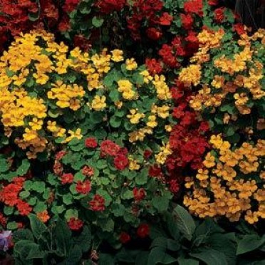 Nasturtium 'Whirlybird Mix'