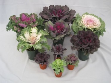 Ornamental Kale