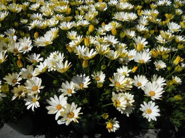 Osteospermum White Lightning