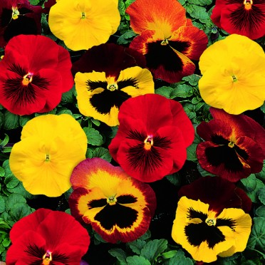 Pansy 'Delta Blaze Mix'