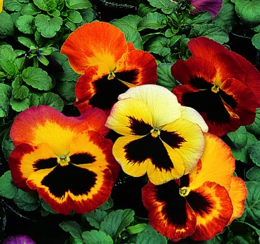 Pansy 'Delta Fire'