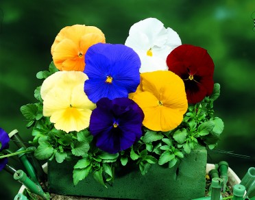 Pansy Delta Pure Color Mix