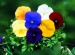 Pansy Delta Pure Color Mix