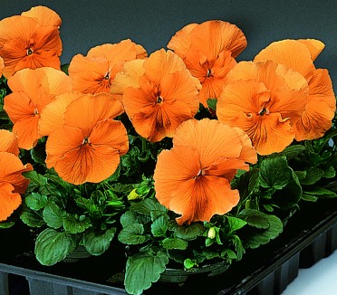 Pansy 'Delta Pure Orange'