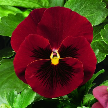 Pansy 'Delta Pure Red'