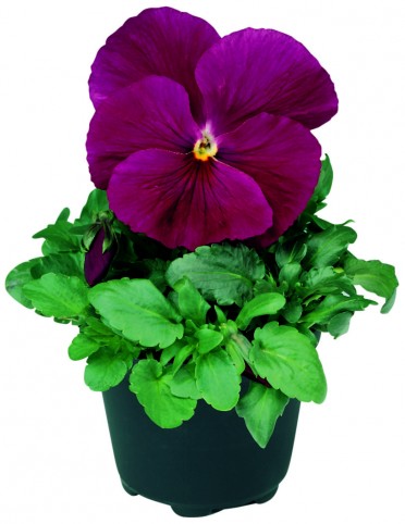 Pansy 'Delta Pure Rose'