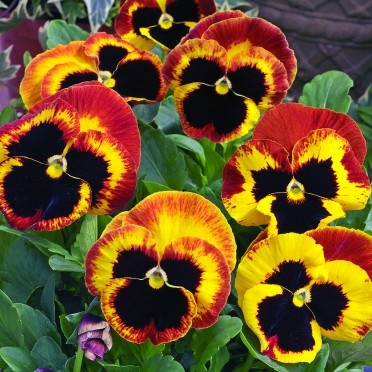 Pansy 'Karma Fire'