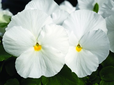 Pansy 'Karma Pure White'