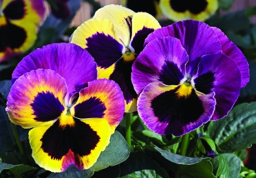 Pansy 'Karma Rose Fire'